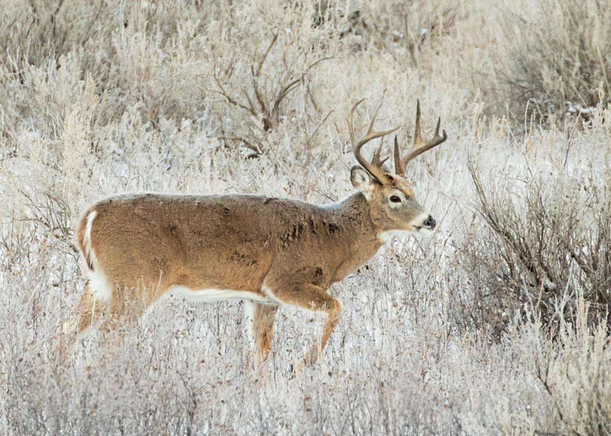 White-tailed deer