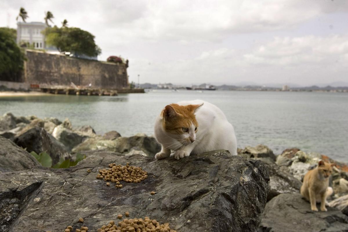 Puerto Rico's famous stray cats will be removed from grounds surrounding  historic fortress - The San Diego Union-Tribune