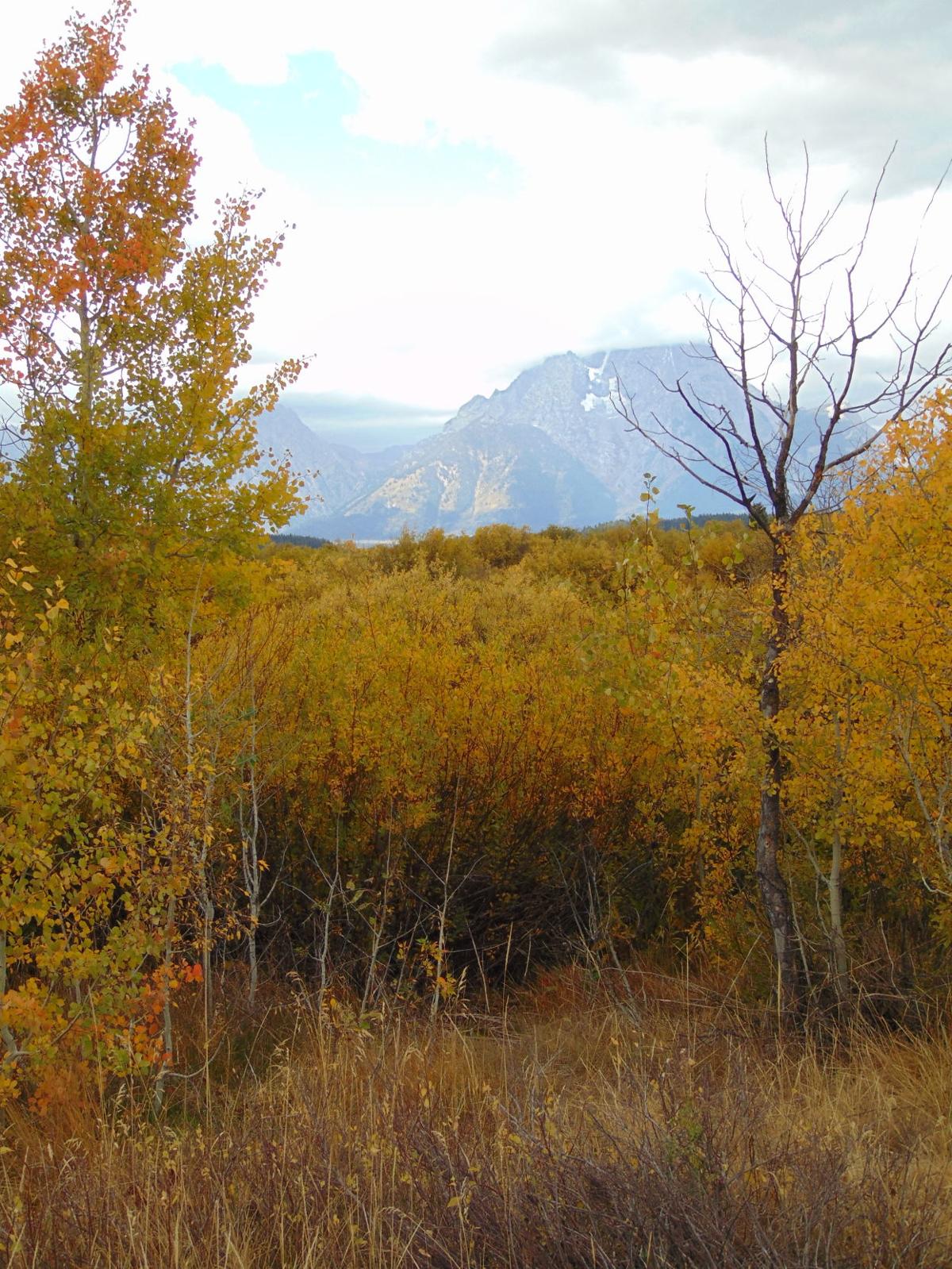 Grand Tetons