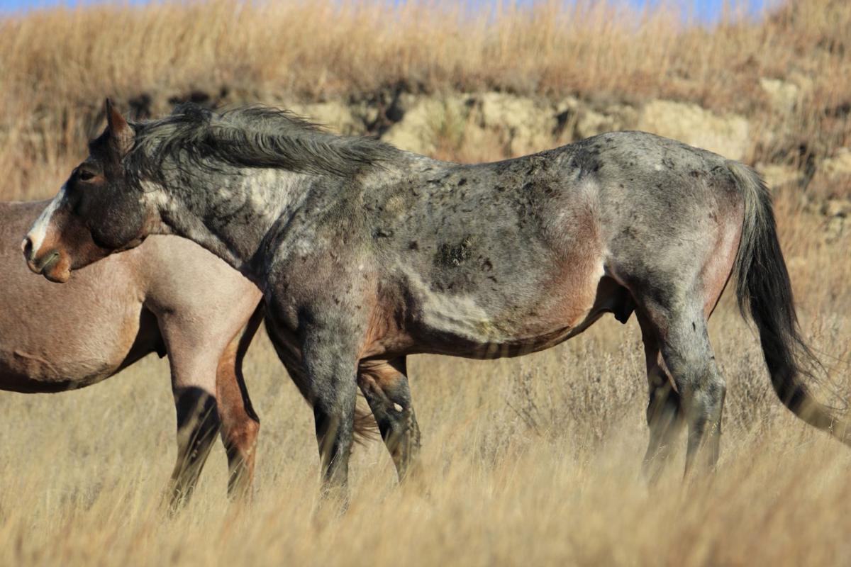A Wild Stallion
