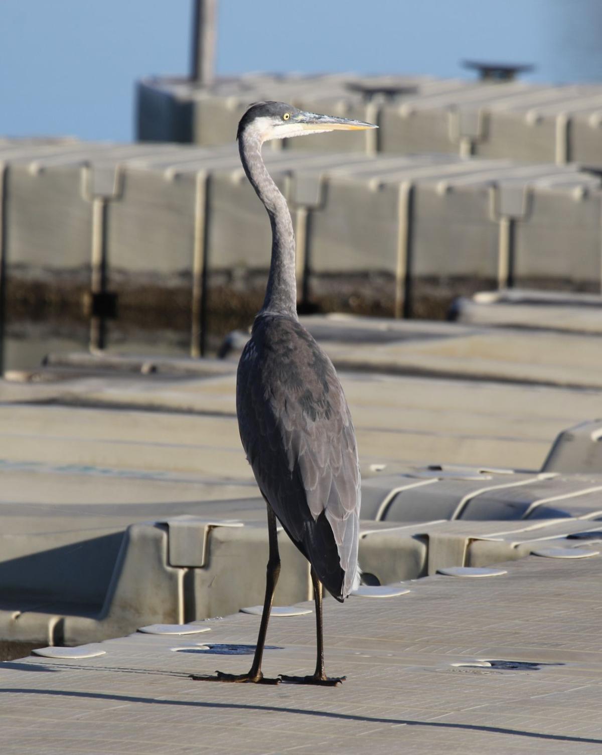 Dock Walking