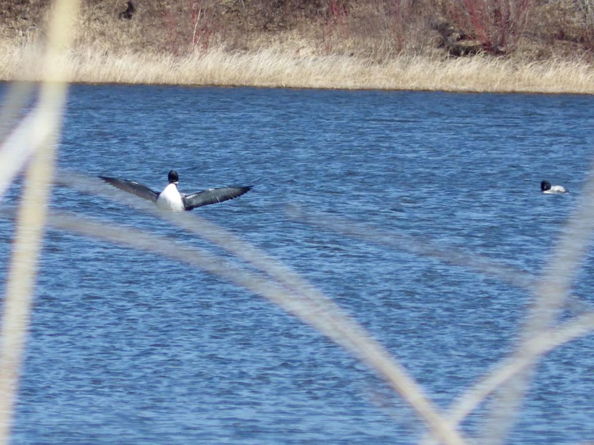 PHOTOS Springtime in North Dakota's Turtle Mountains Tribune Photo