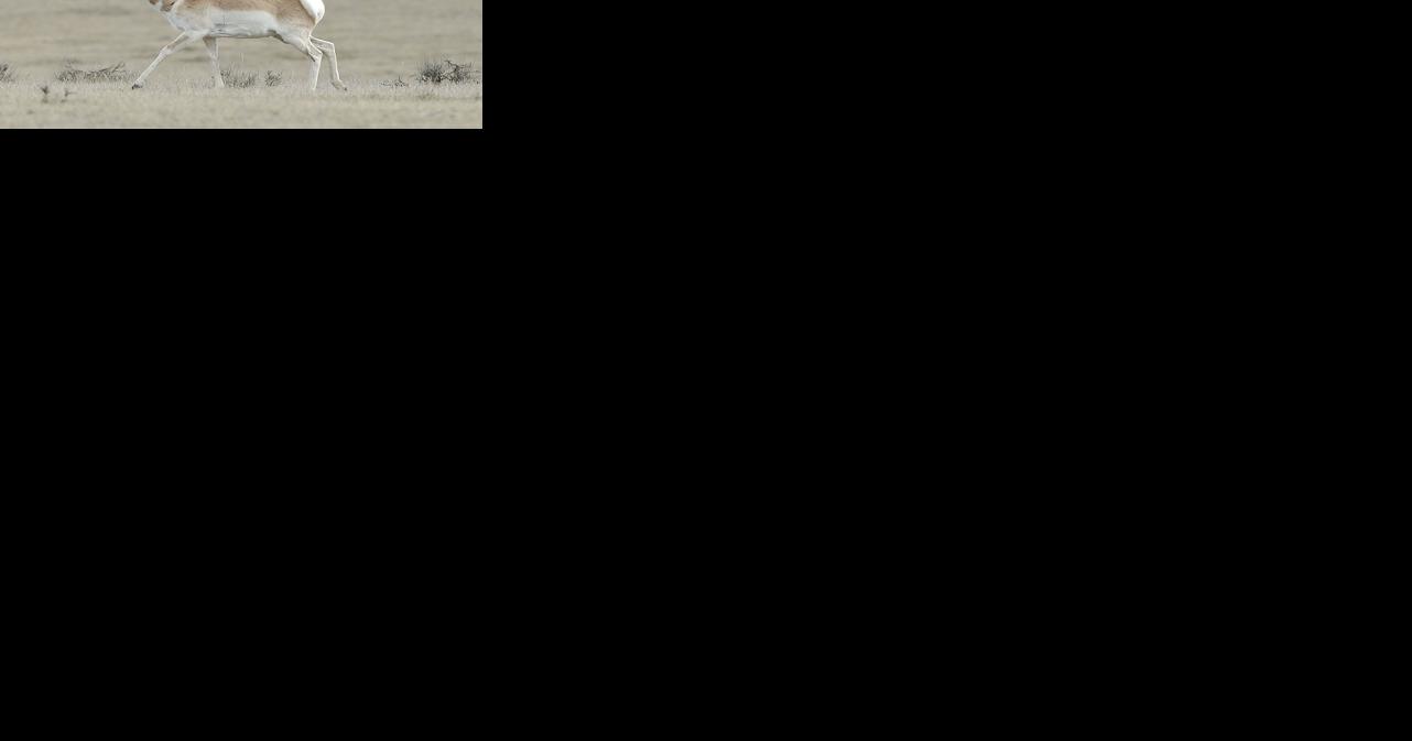 Pronghorn population nearly all the way back in western North ...