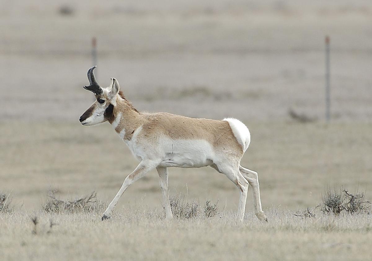 pronghorn buck.jpg (copy)