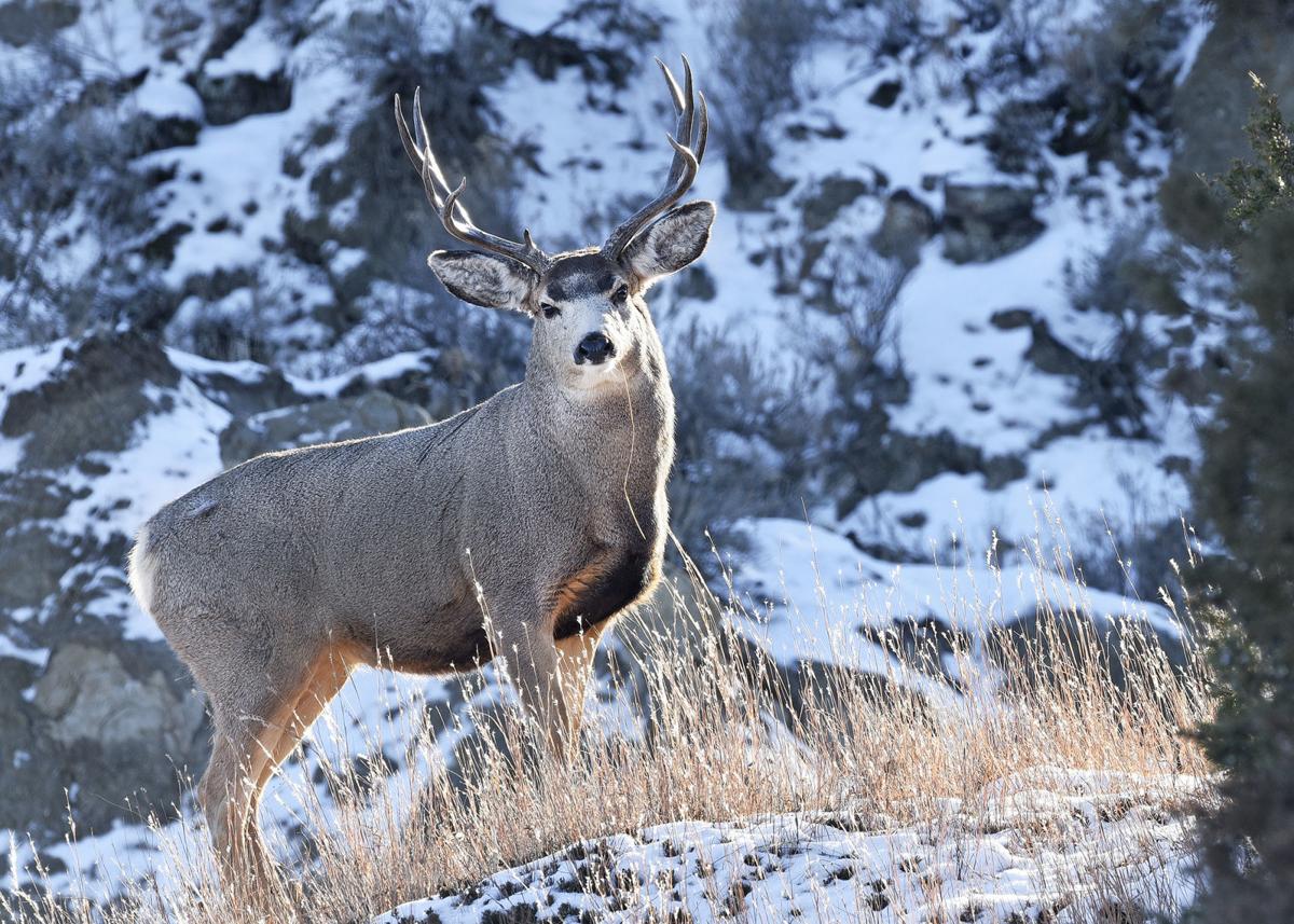 052319-deer lottery (copy)