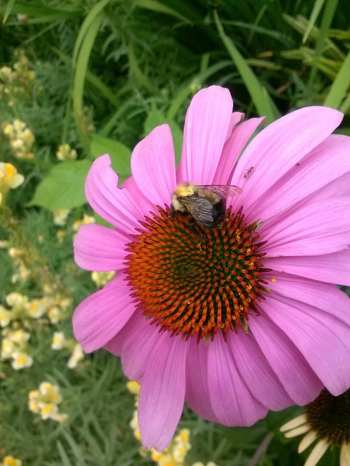 Bee on Flower