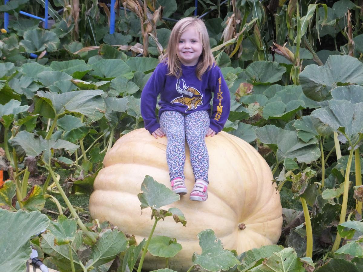 I'm On A Huge Pumpkin