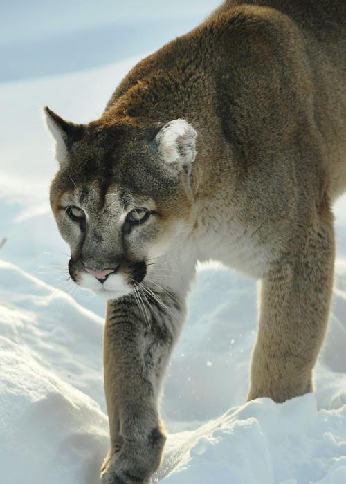 Mountain lion late hunting season closed in western North Dakota