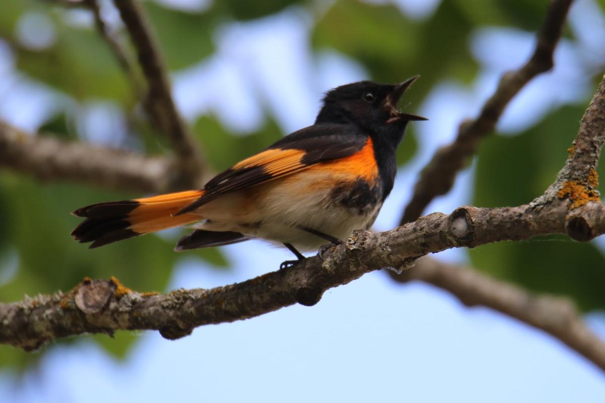 American Redstart