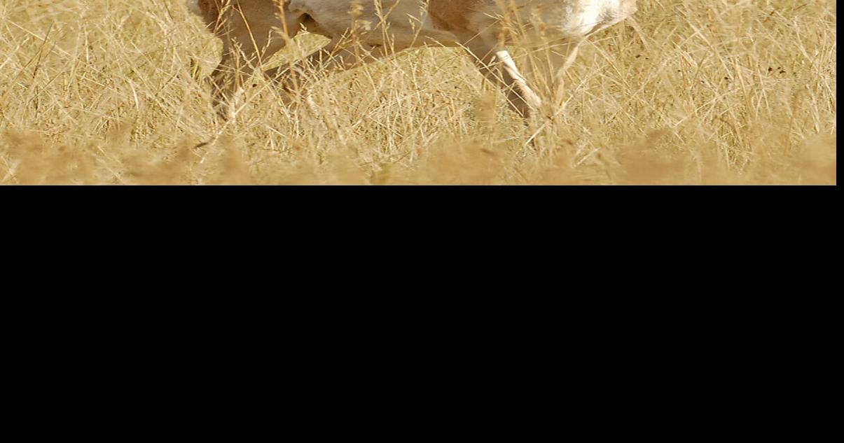 Pronghorn survey set in western North Dakota