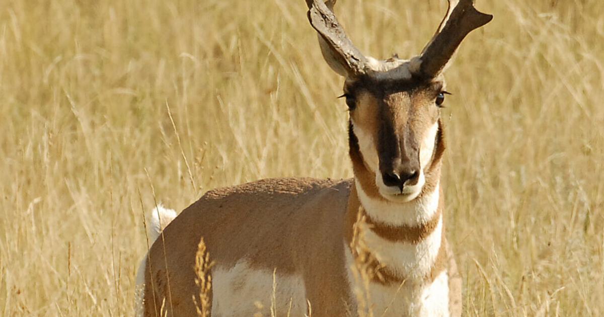 Pronghorn survey set in western North Dakota