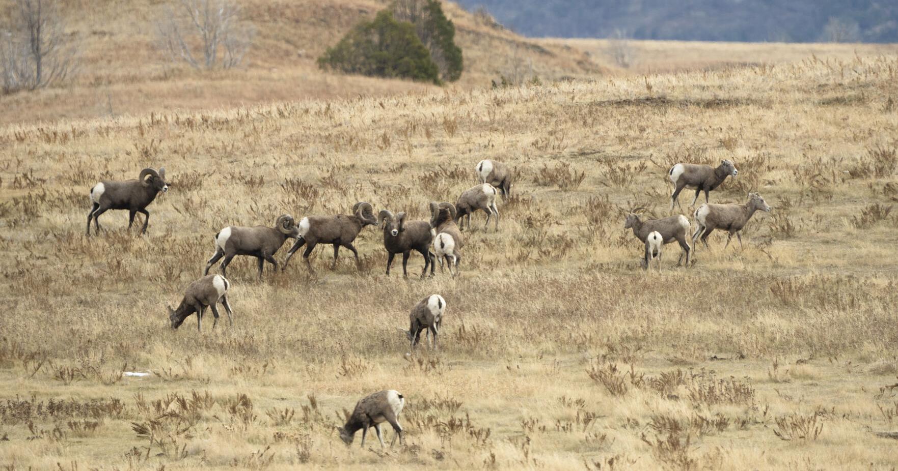 Doug Leier: North Dakota bighorns at record numbers - Vimarsana News