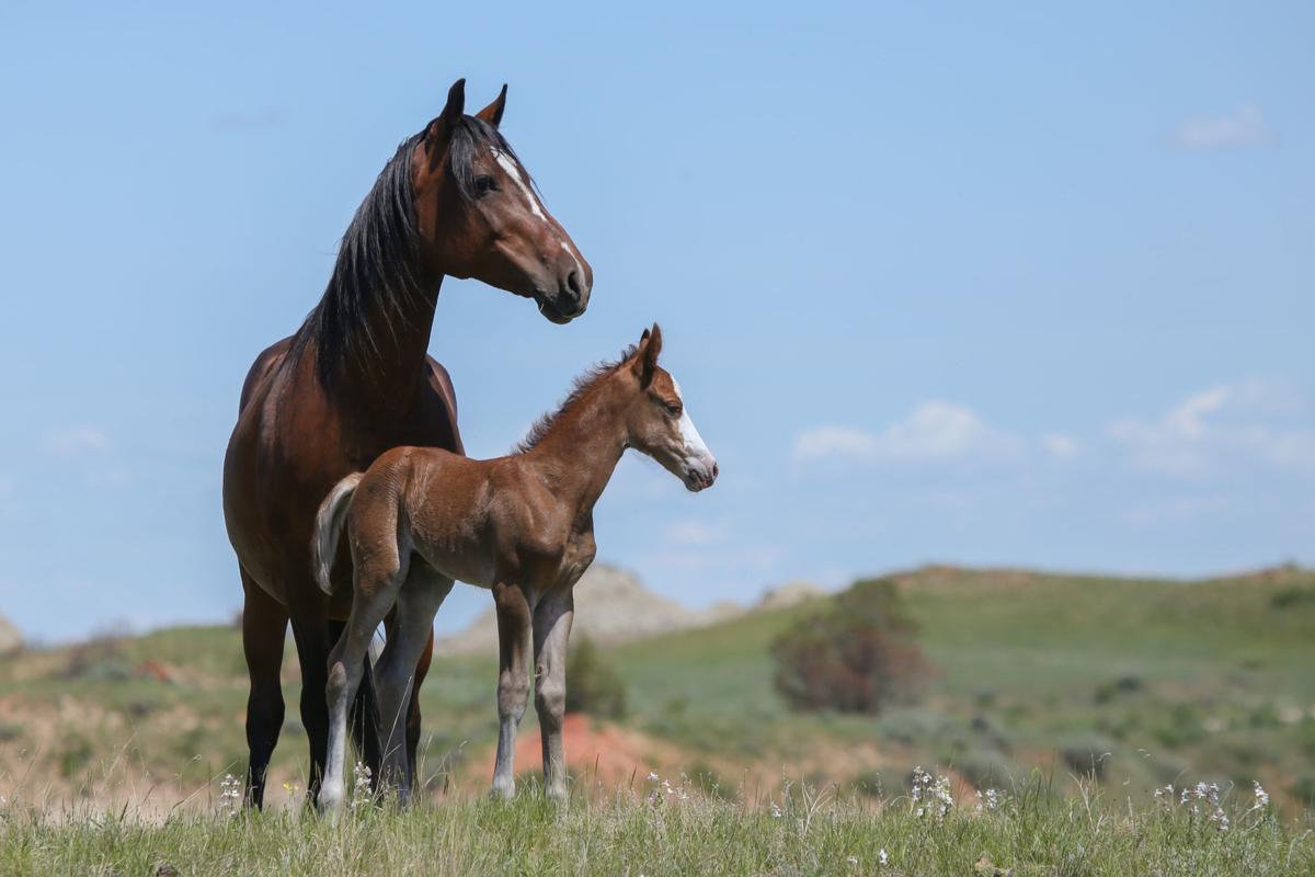 All The Pretty Horses Wild Ponies Slated To Be Removed From