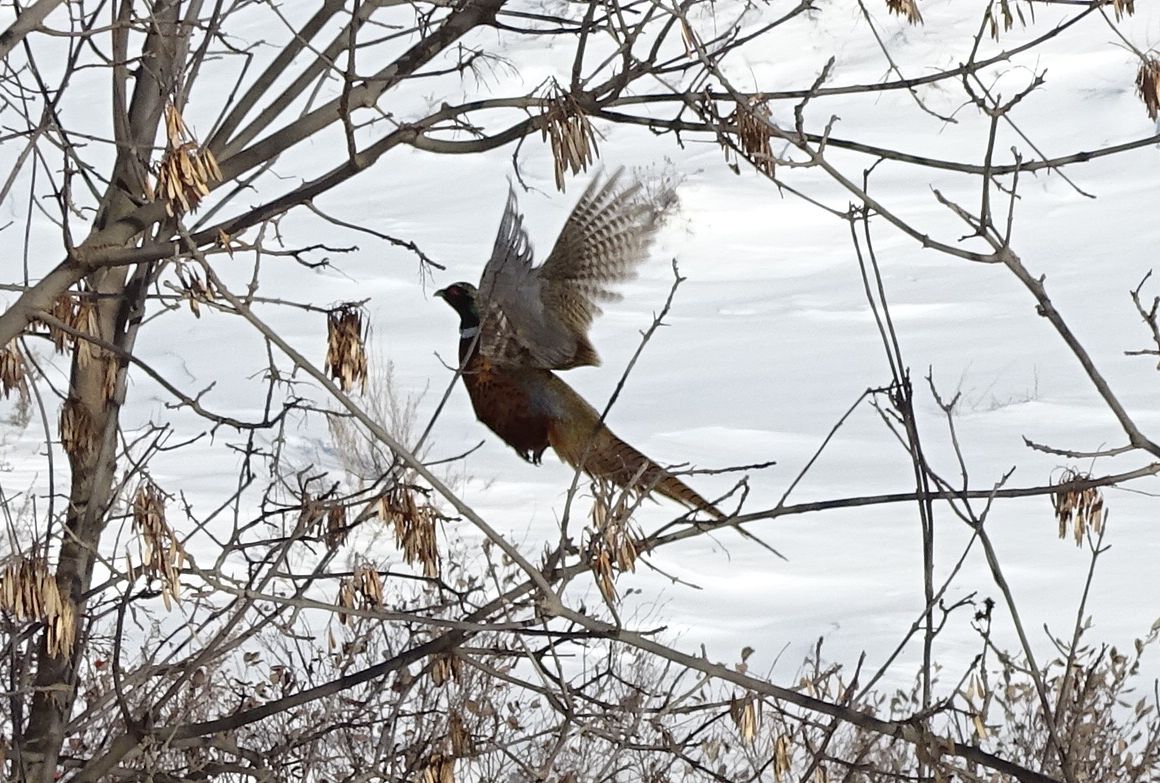 Pheasnat in flight