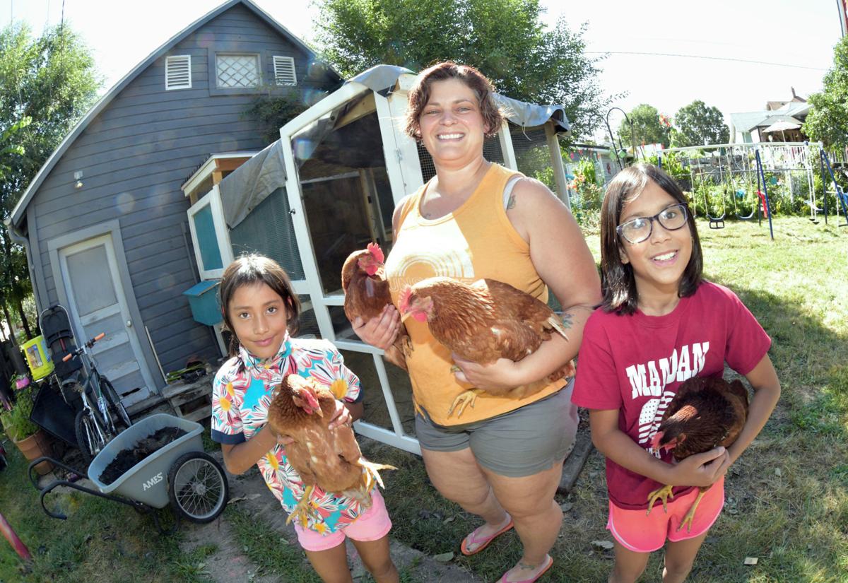 081619-mdn-mandan-chickens