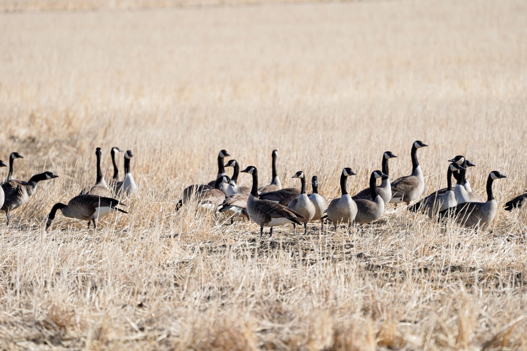 Resident canada discount goose registration