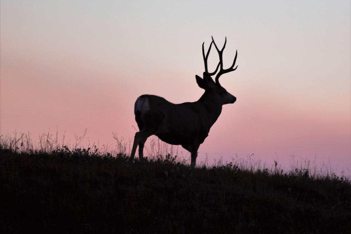 Sunrise Buck