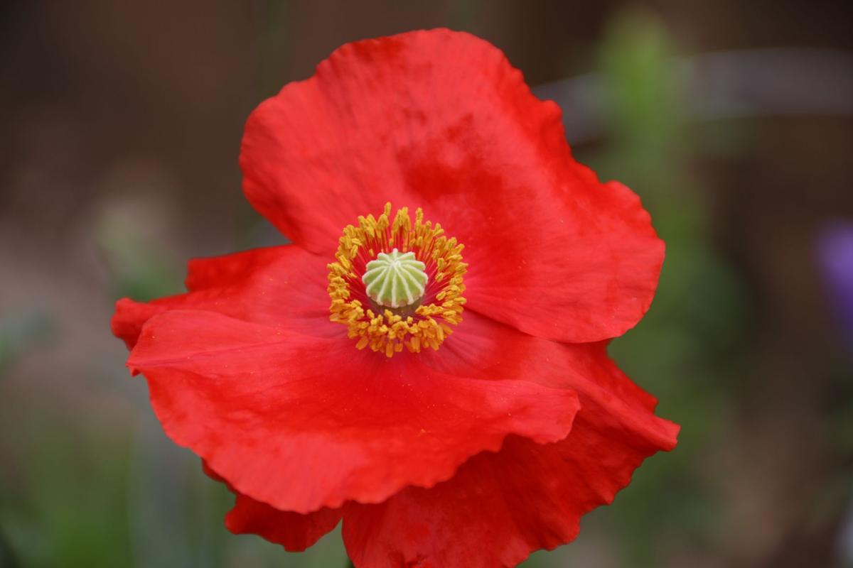 A Poppy