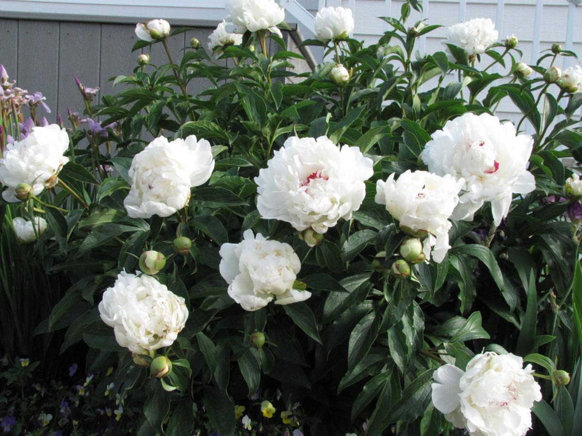 "Peonies"