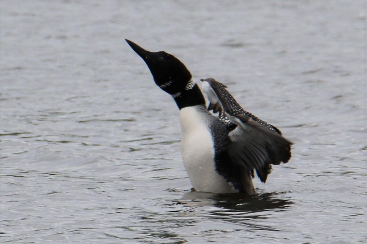 A Common Loon