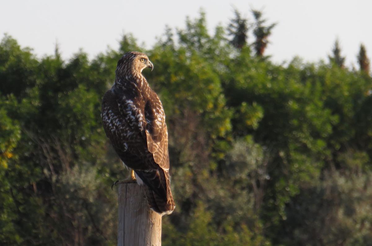 Pole Watching
