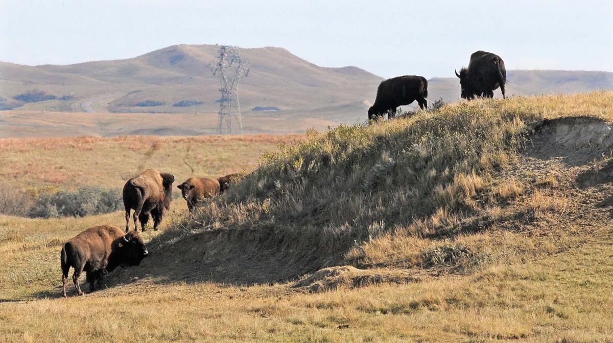 buffalo