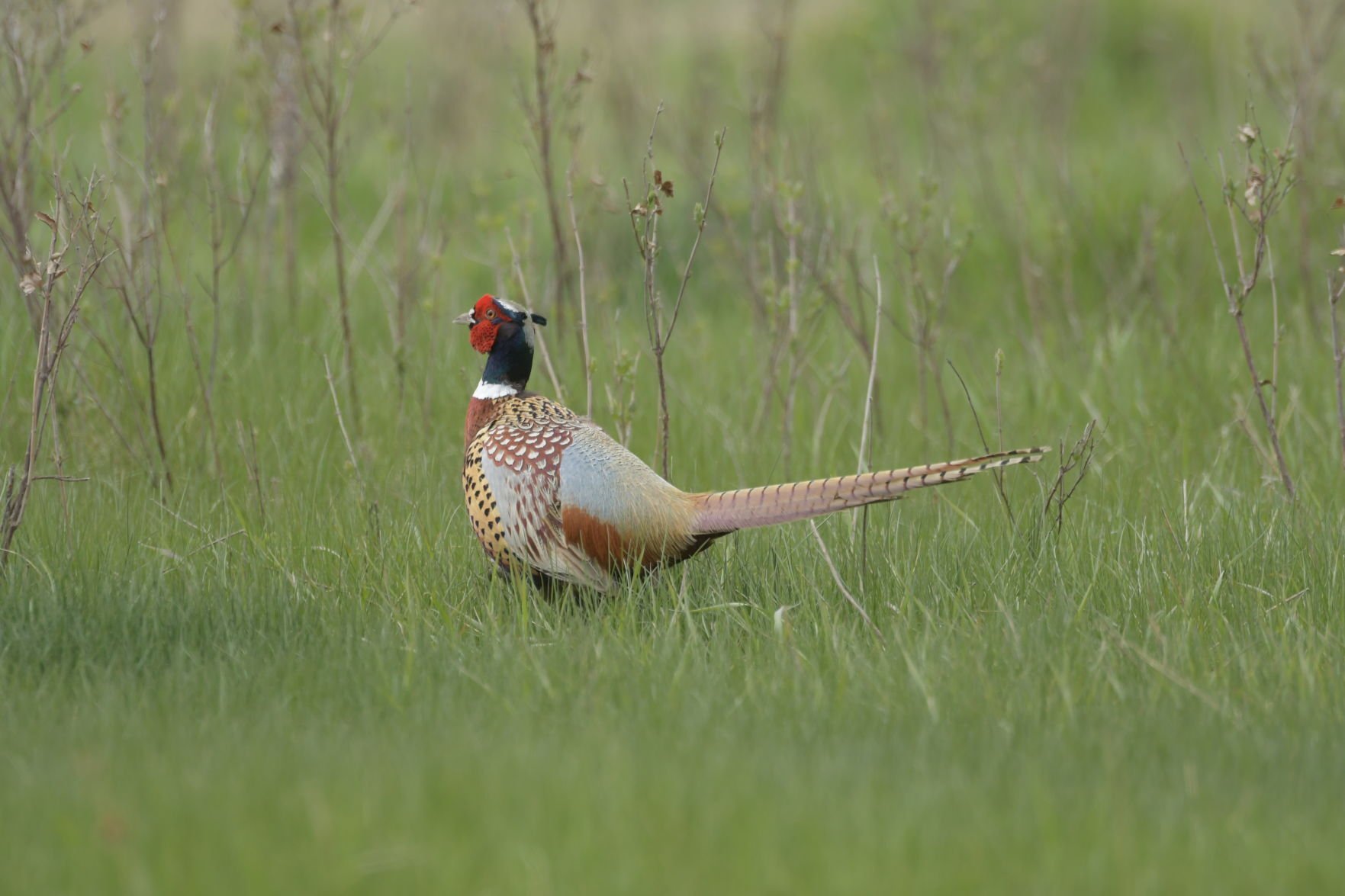 Pheasant population up in North Dakota; hunters still will need to find hot spots image