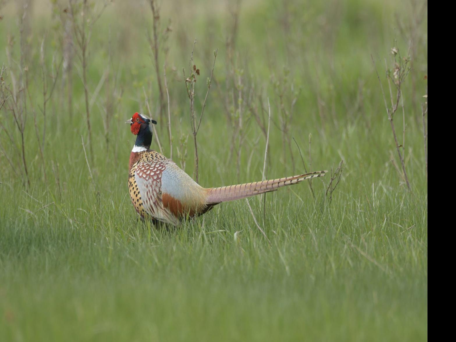 Pheasant Population Up In North Dakota Hunters Still Will Need To Find Hot Spots News Bismarcktribune Com