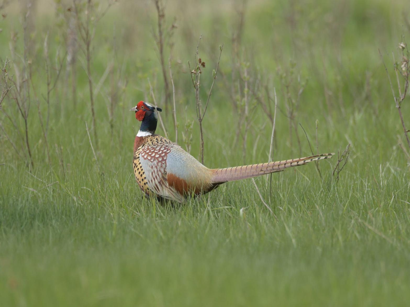 Pheasant Population Up In North Dakota Hunters Still Will Need To Find Hot Spots News Bismarcktribune Com Pheasant Population Up In North Dakota Hunters Still Will Need To Find Hot Spots News Bismarcktribune Com