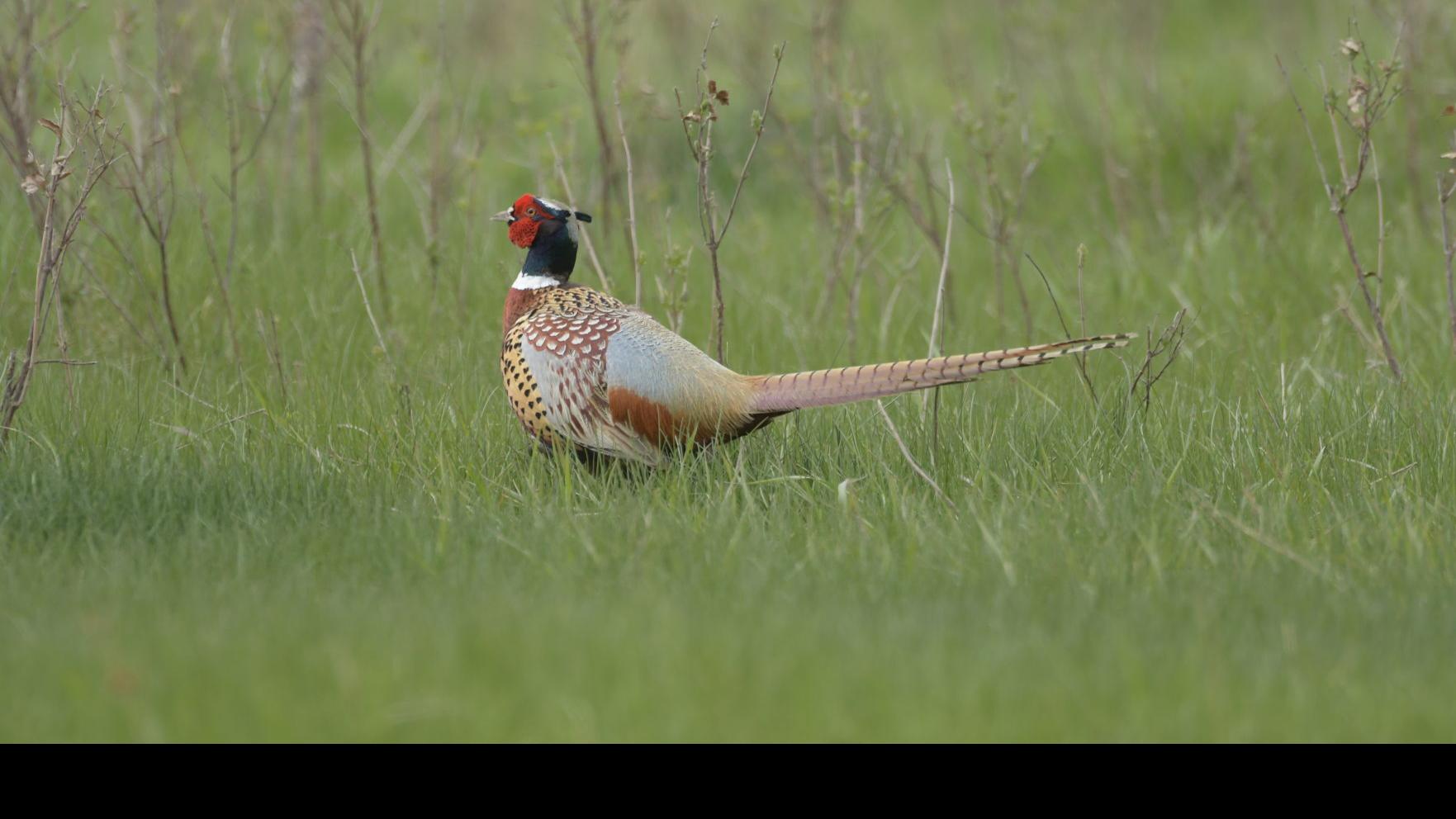 Pheasant Population Up In North Dakota Hunters Still Will Need To Find Hot Spots State Regional Bismarcktribune Com