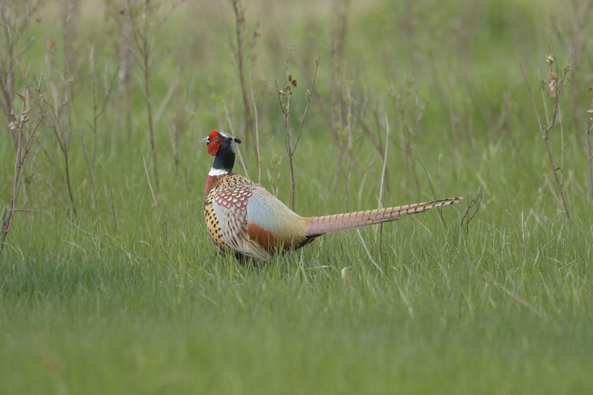 Habitat Needs of Pheasants  North Dakota Game and Fish