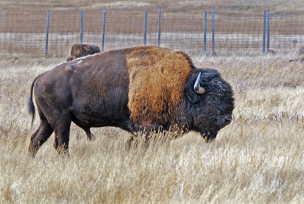National Park culls bison herd by 400 Local news for BismarckMandan