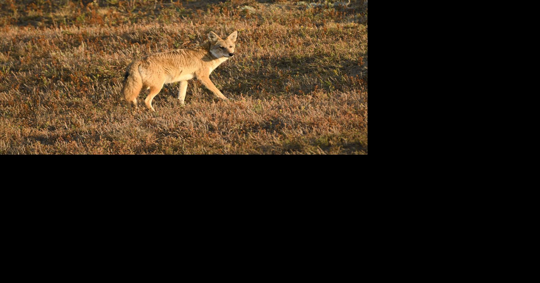 North Dakota activates Coyote Catalog