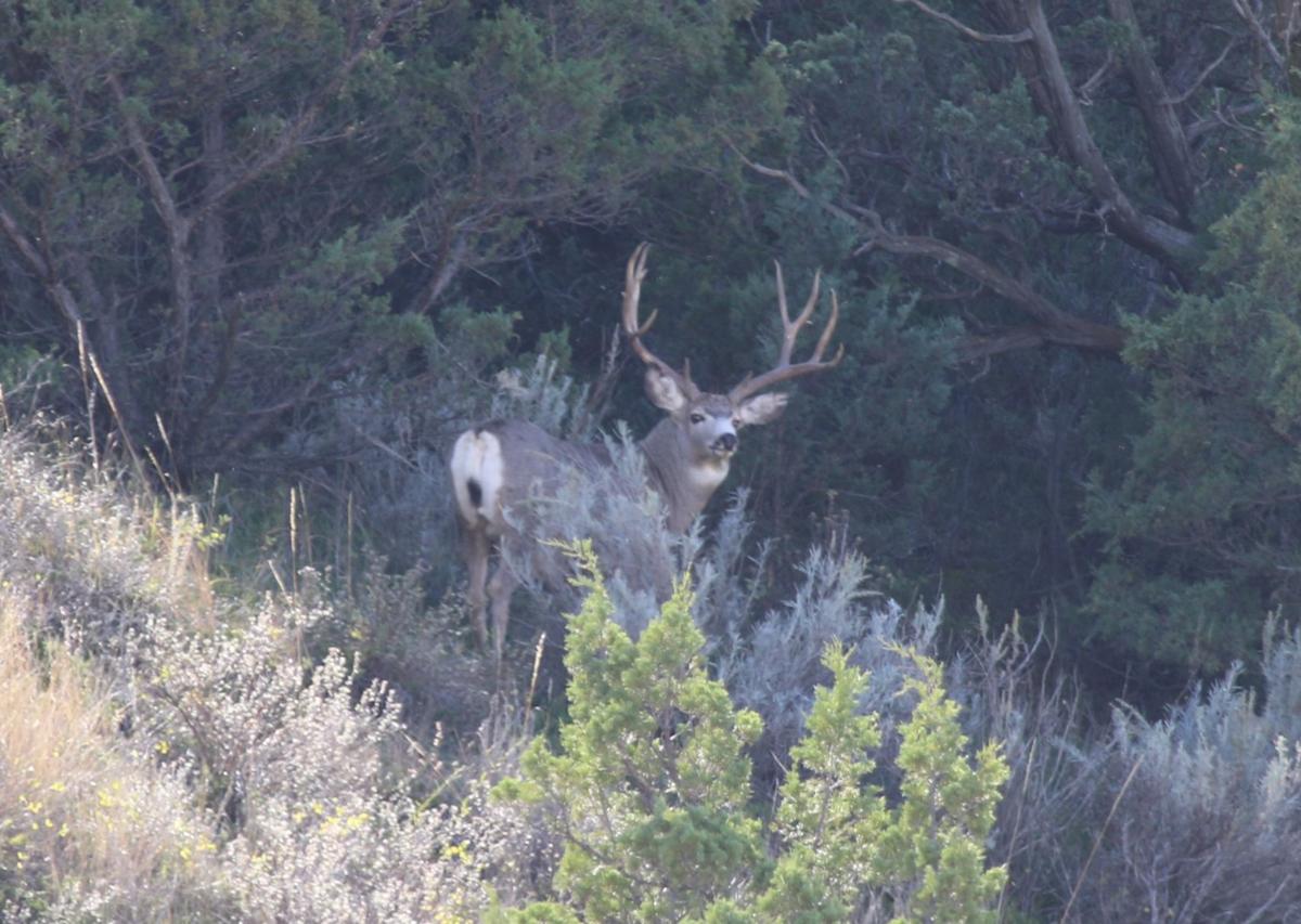 Big Buck