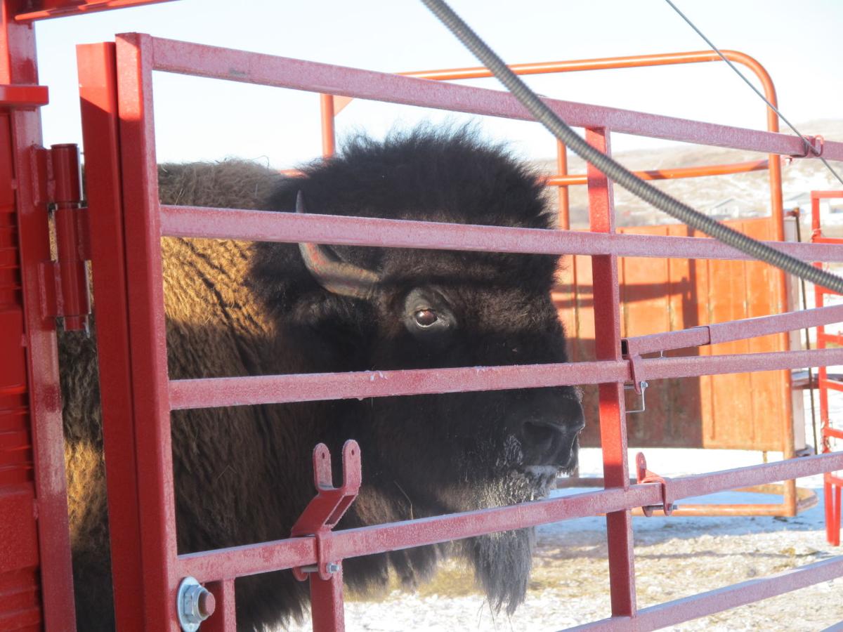 Buffalo auction draws buyers to Zap State & Regional