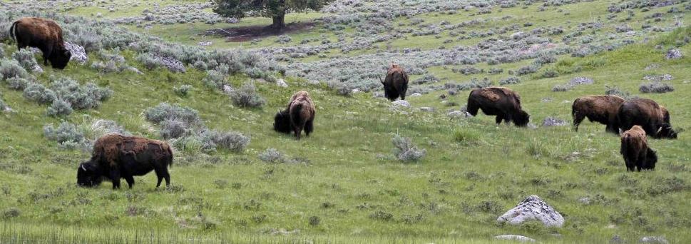 File photo of a herd of bison grazing in Lamar Valley in Yellowstone National Park, Wyoming