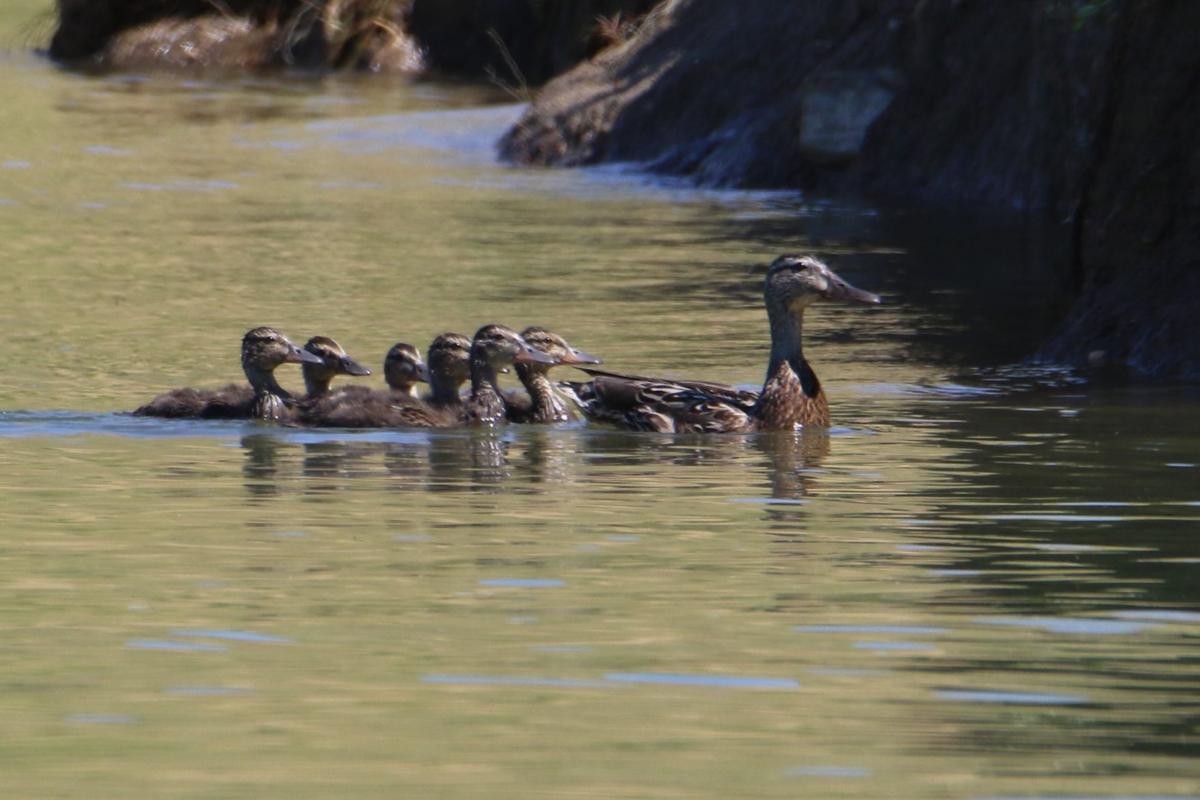 Mallard and Chicks
