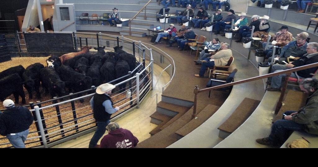 Kist Livestock sales ring