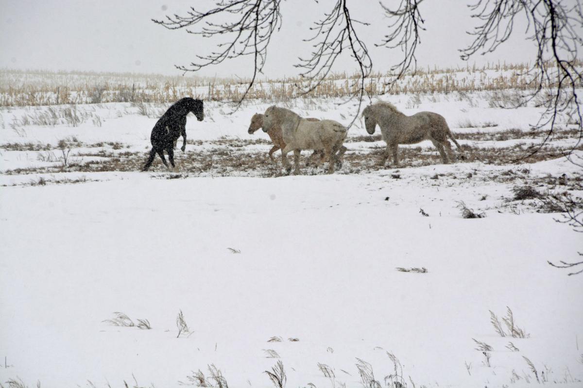Horse'n around