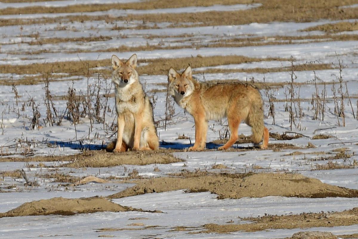 wild coyotes