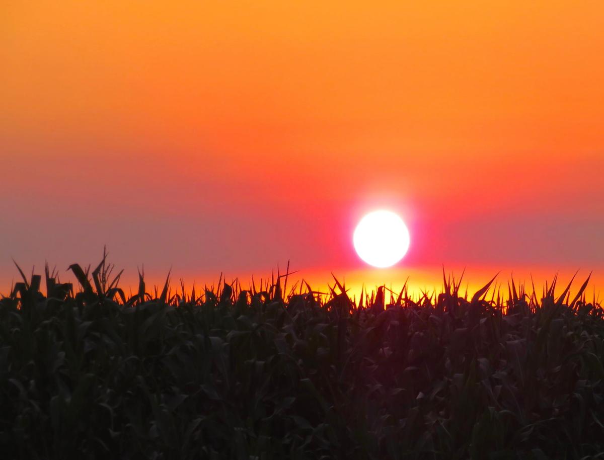 Hovering over the Corn