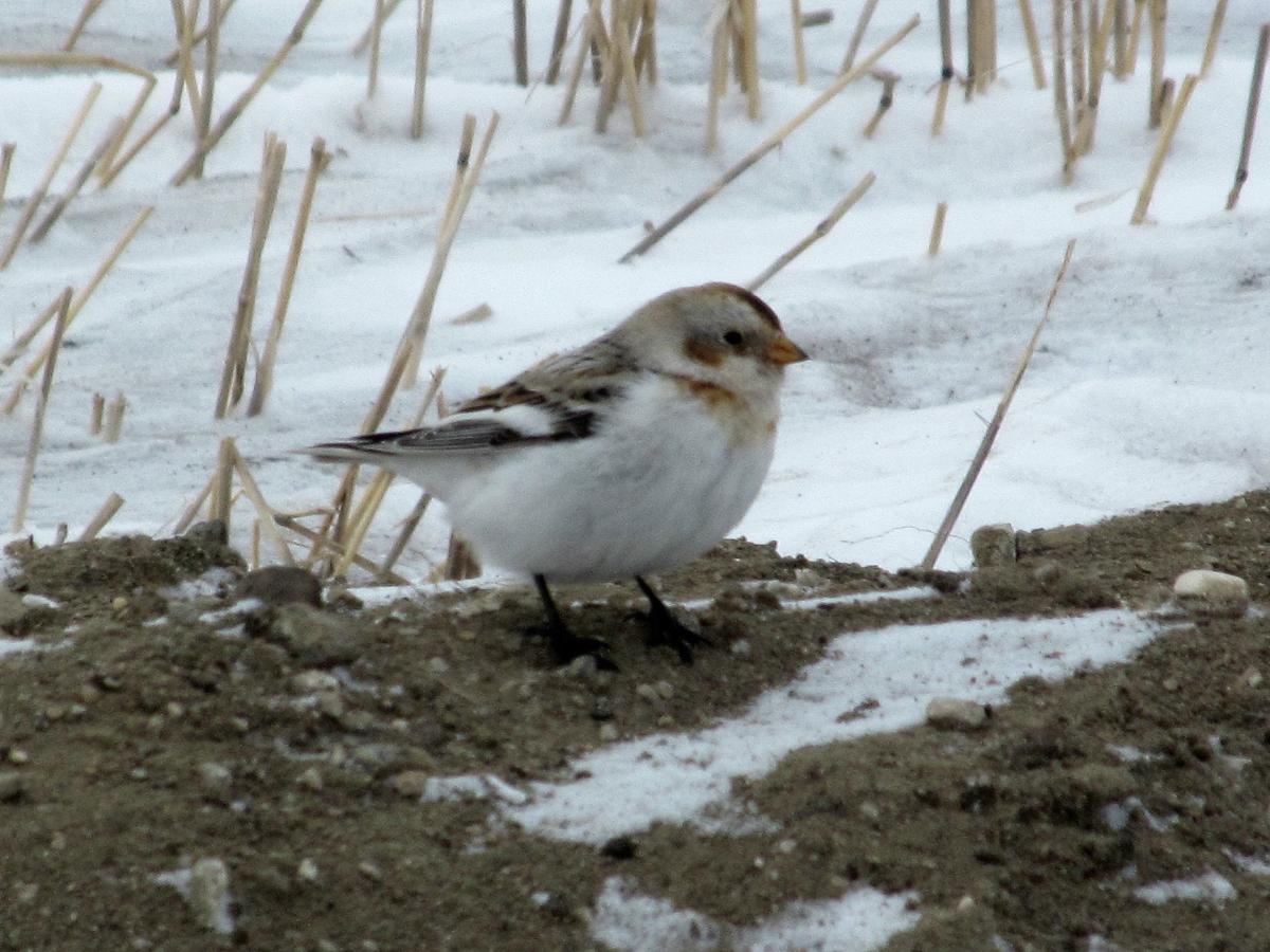 Christmas Bird Count Set Sunday In Bismarck Mandan Outdoors