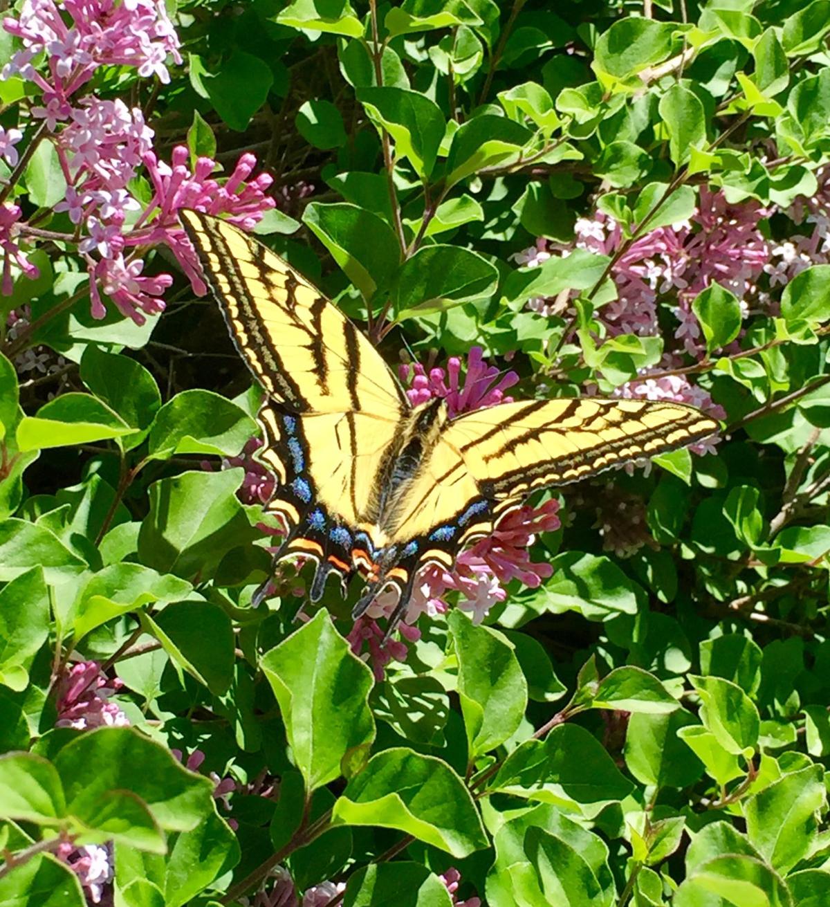 Spring colors