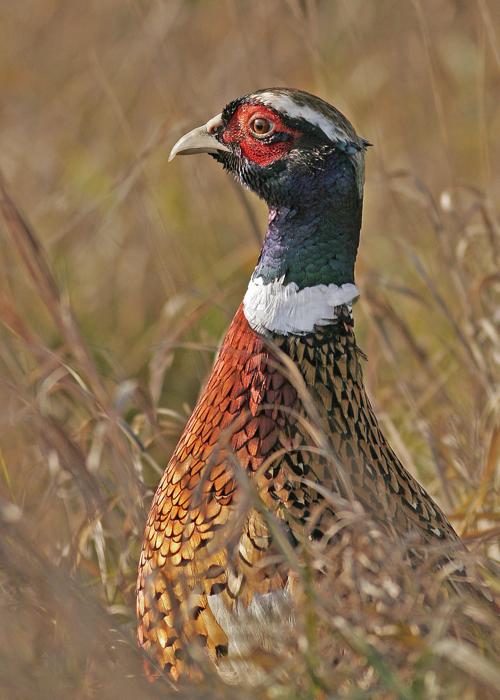 Hunters to see challenges during pheasant season Outdoors