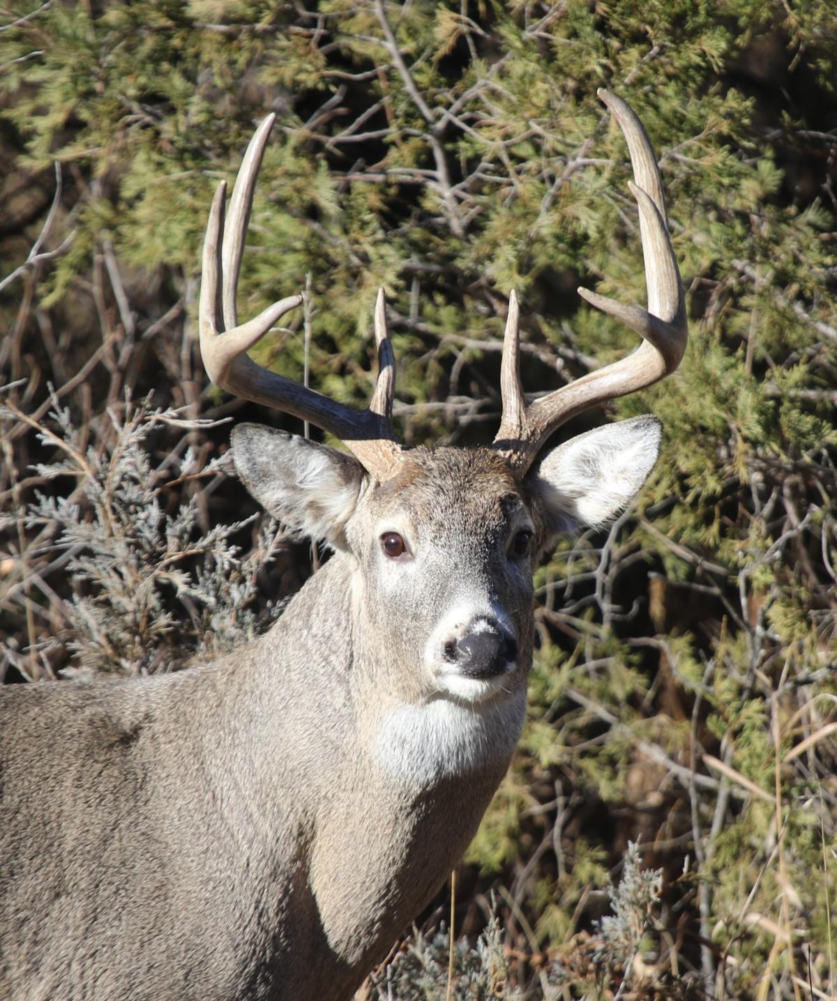 A Whitetail