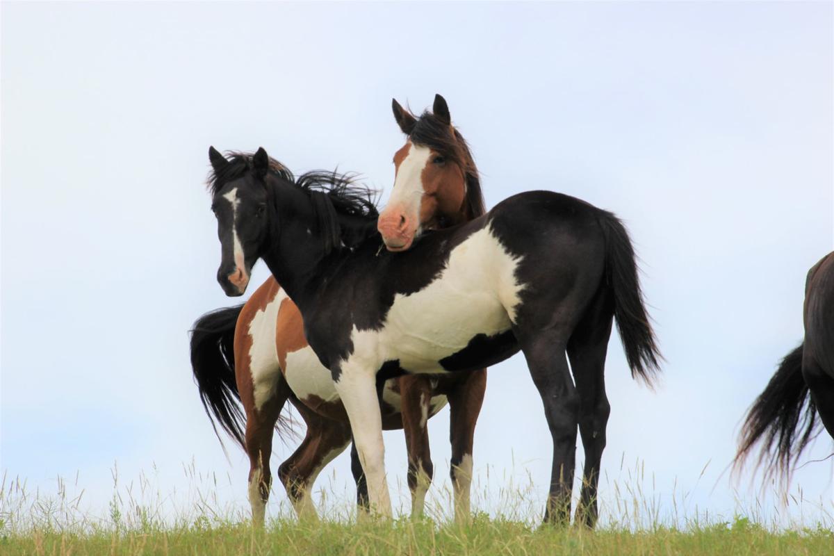‘It’s miserable’ North Dakota rancher’s Nokota horse herd to be sold