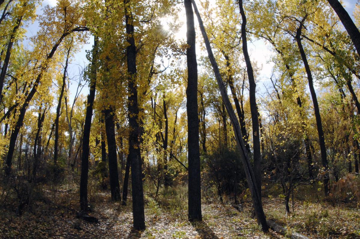 autumn-trail