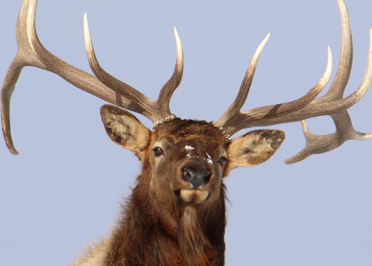 Closeup of a Bull Elk