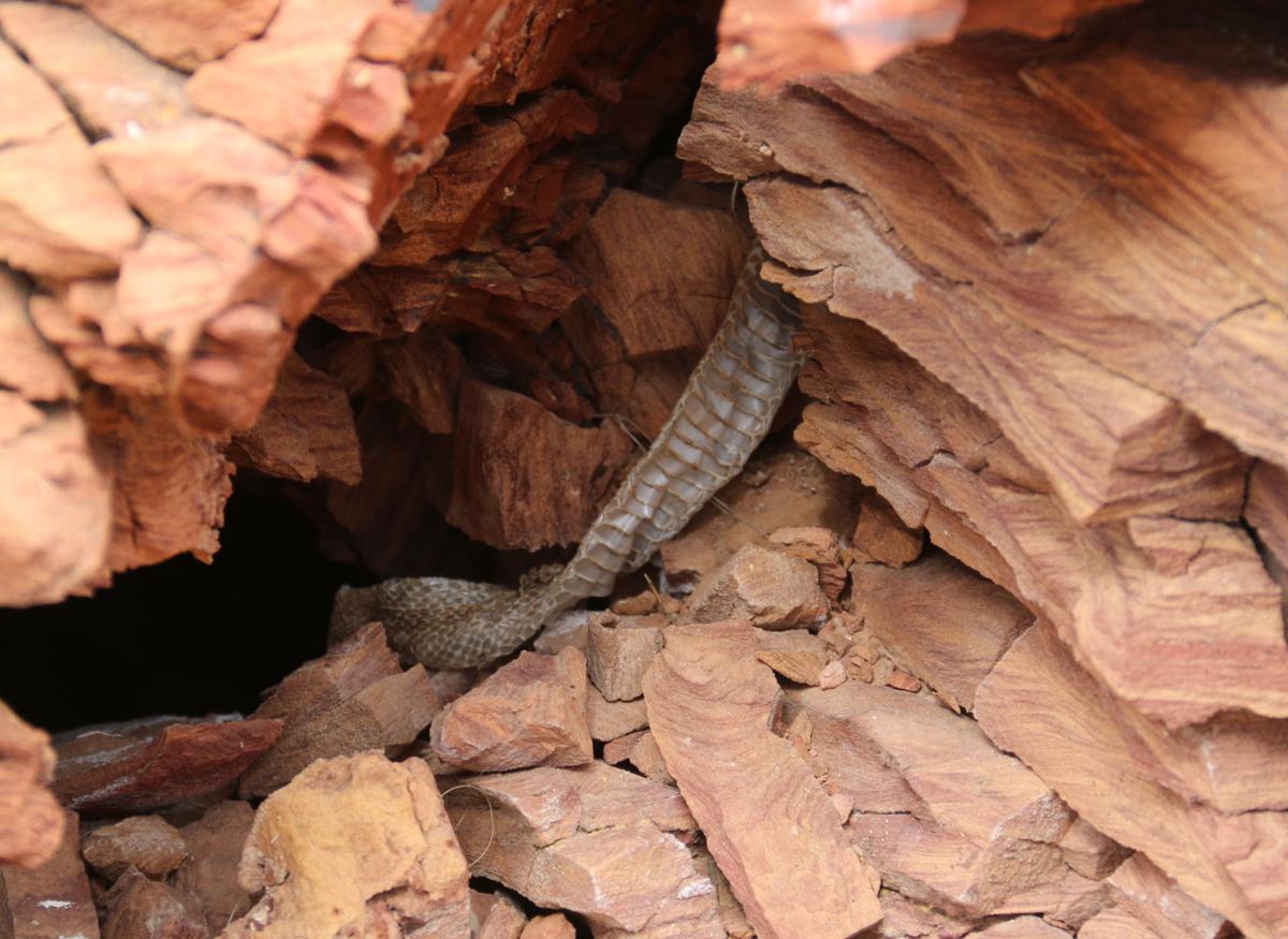 A Snake Skin Shed