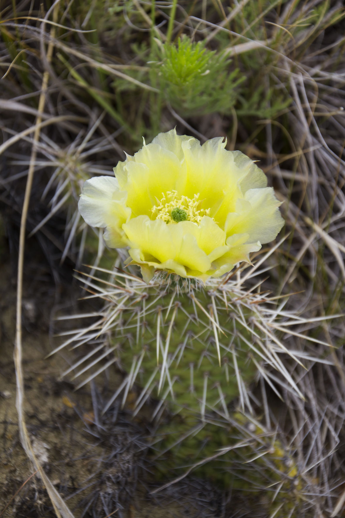 PRICKLY PEAR CACTUS